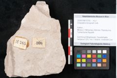 Foto (Objekt + Etikett) von Dictyopteris brongniarti Gutb. (NHMW-GEO-2024-0188-10765)